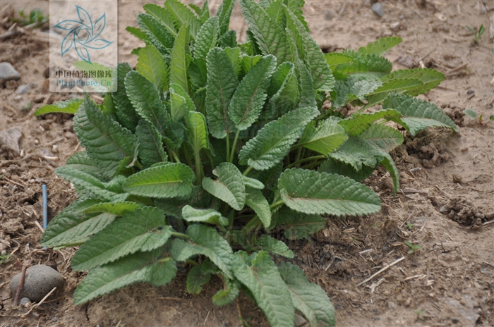 betonica officinalis