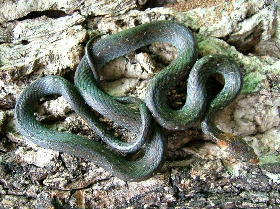  p>草腹链蛇(学名:amphiesma stolata)为 a href="#">蛇亚目 /a> a