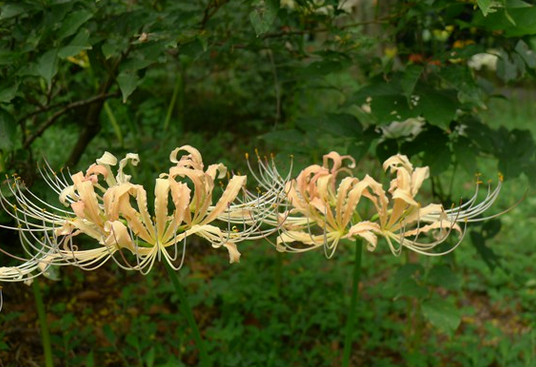  p>稻草石蒜(学名: i>lycoris straminea /i> lindl) a target="