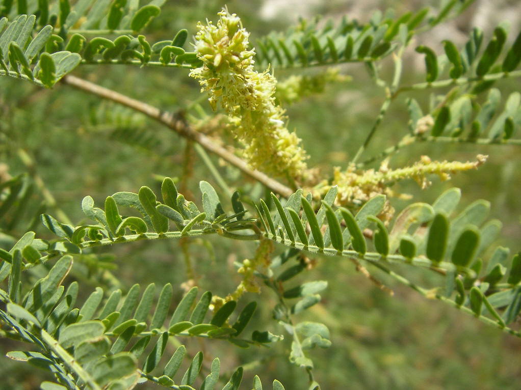  p>牧豆树属,我国 a href="#" data-lemmaid="122340">台湾 /a>,广东