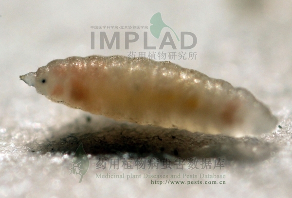 枸杞植株上,1985年宁夏芦花台园林场100hm茨园曾被枸杞红瘿蚊严重危害