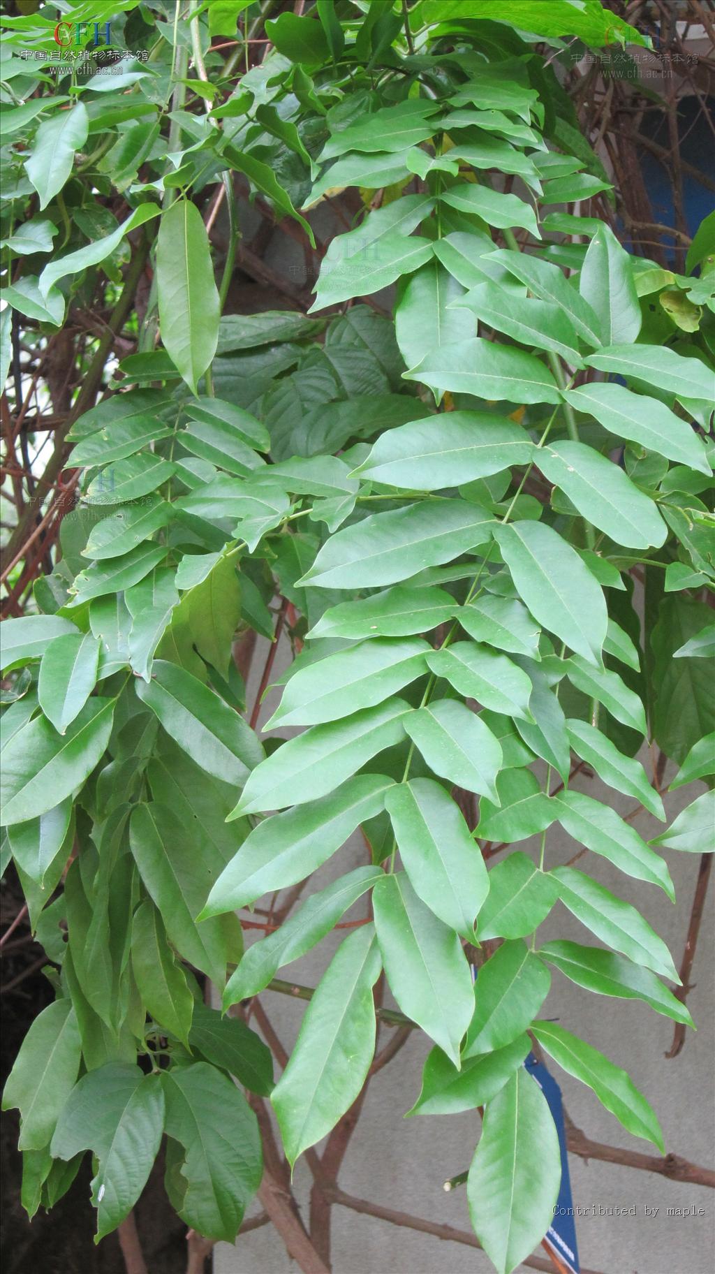  p>猪腰豆属(whitfordiodendron elmer), a href="#">双子叶植物纲 /a