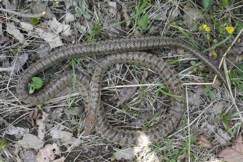  p>双斑锦蛇(学名:elaphe bimaculata)为 a href="#" data-lemmaid="