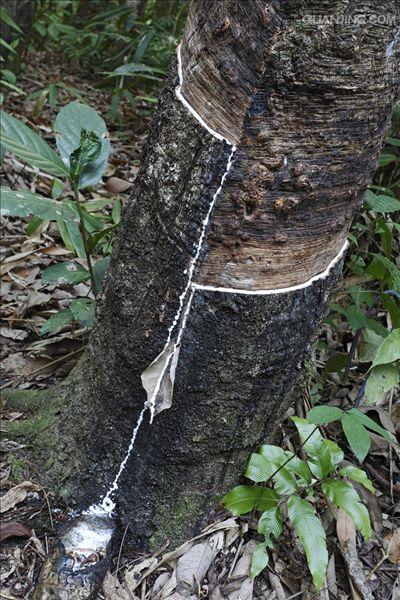 橡胶树