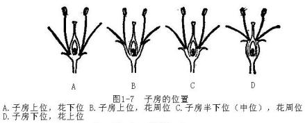 上位子房_百度百科