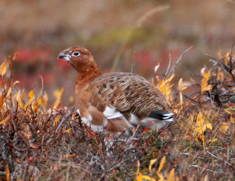 willow grouse and red grouse