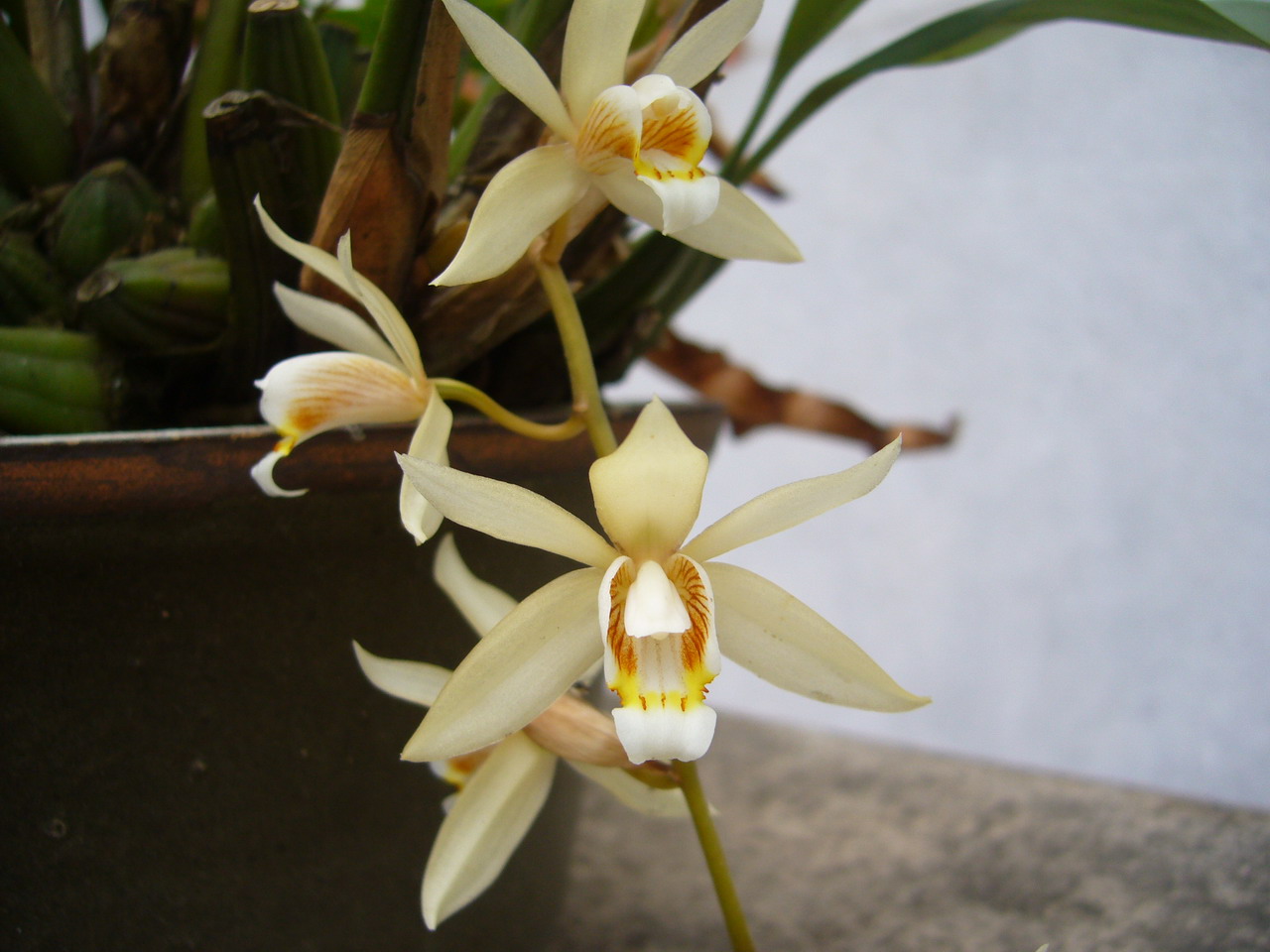 p>贝母兰(学名: i>coelogyne cristata /i>  lindl.