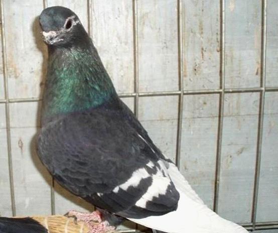 孝头玉翅栏杆鸽