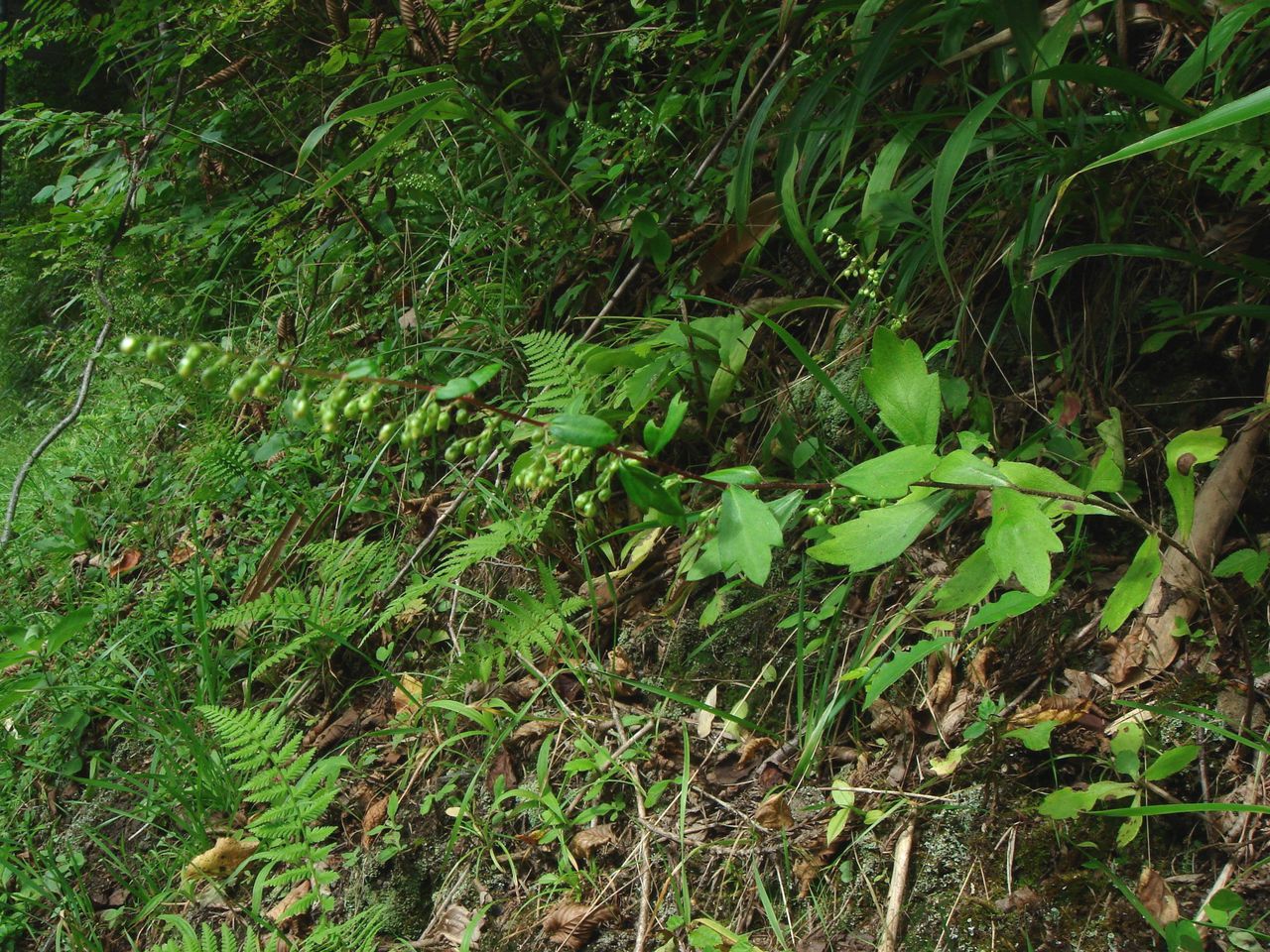  p>菴闾(学名:artemisia keiskeana)又名:菴闾子,菴闾,覆闾,菴芦,菴闾