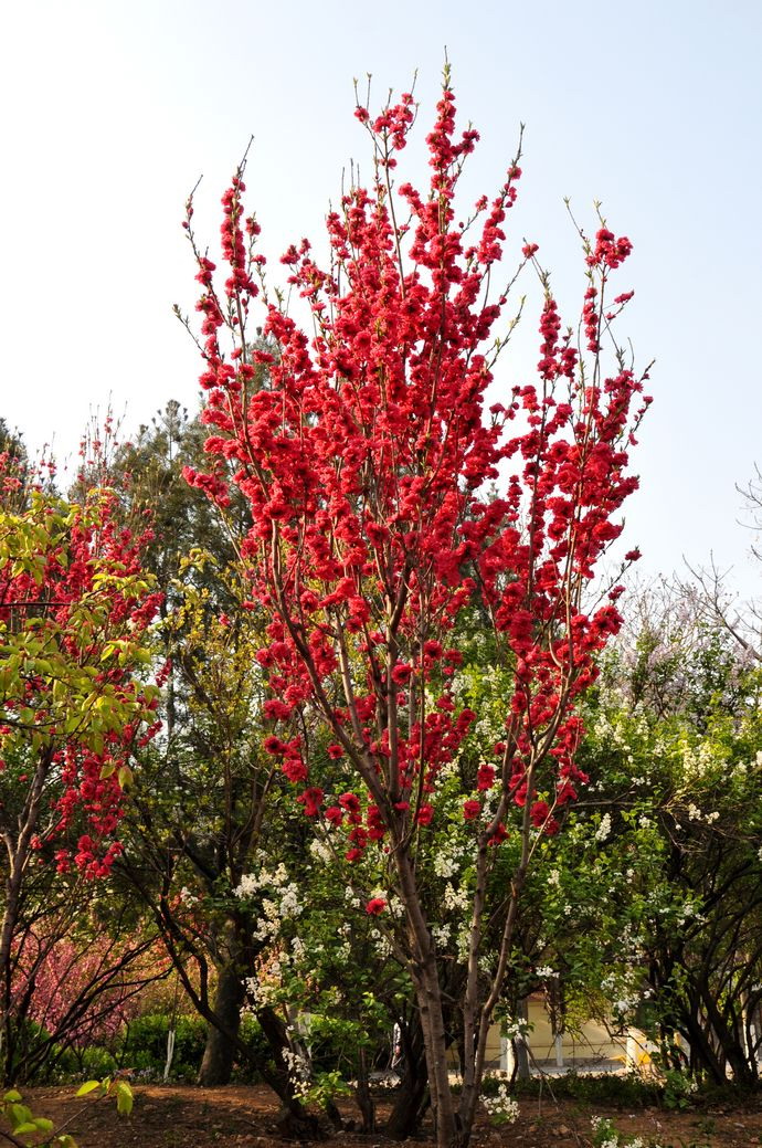  p>红帚桃(学名: i>amygdalus persica /i> linn. var.
