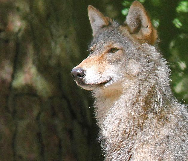 canis lupus lupus linnaeus