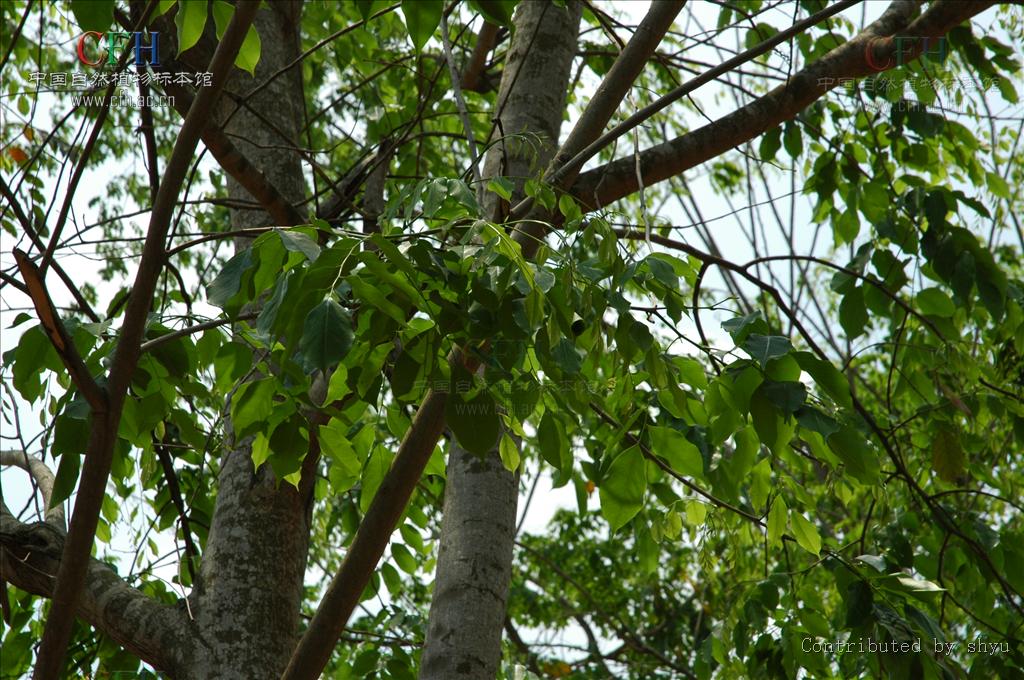 这种木材具有很强的香味,并可以持续很多年,因此被称为"蔷薇木".