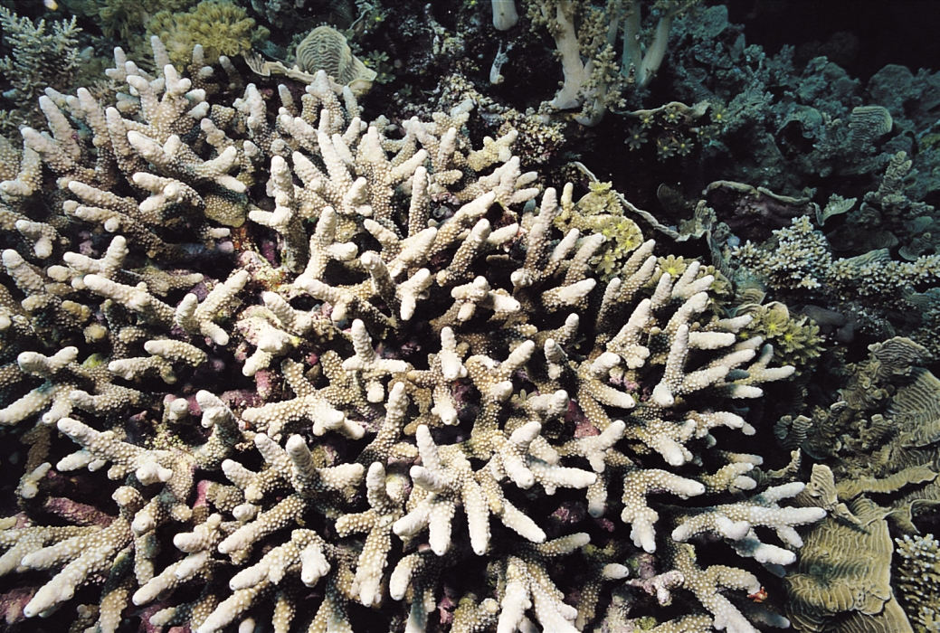  p>柱形鹿角珊瑚是一种动物界,刺胞动物门,珊瑚纲,六放珊瑚亚纲,石