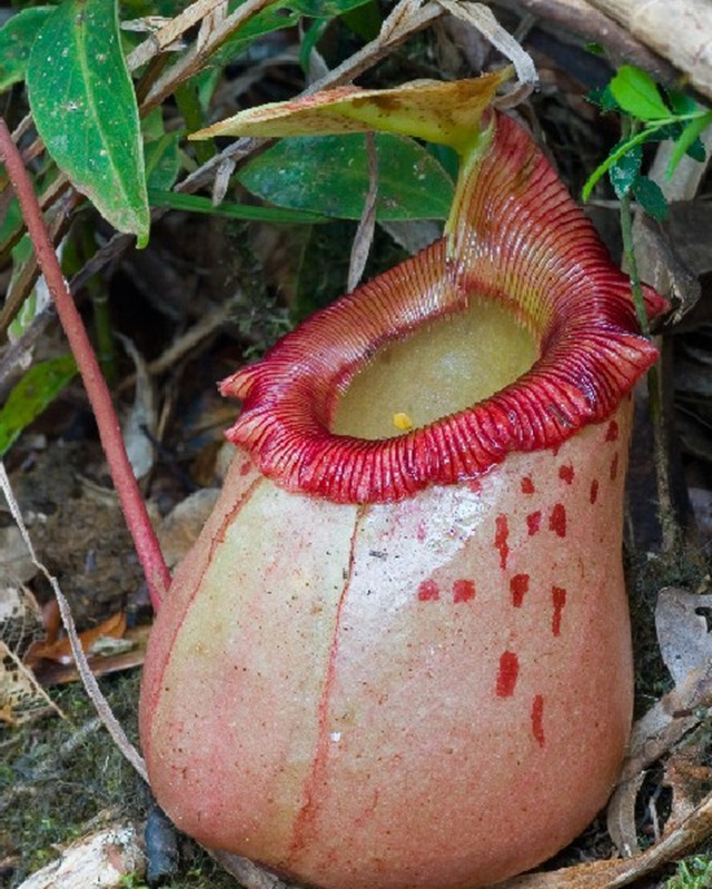  p>科普兰猪笼草是菲律宾棉兰老岛(mindanao)达沃市(davao city)附近
