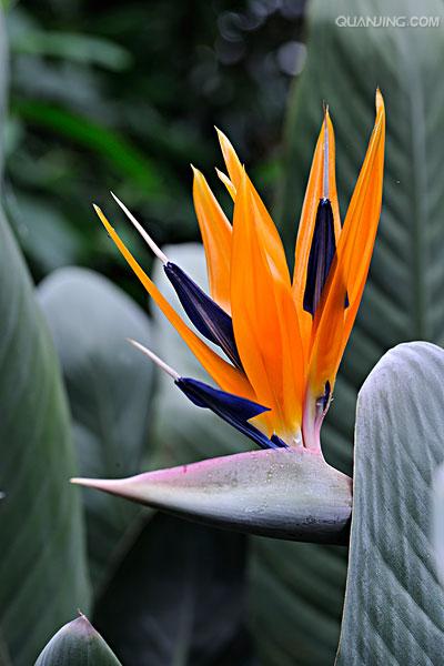  p>鹤望兰( i>strelitzia reginae /i> aiton)芭蕉科鹤望兰亚科 a