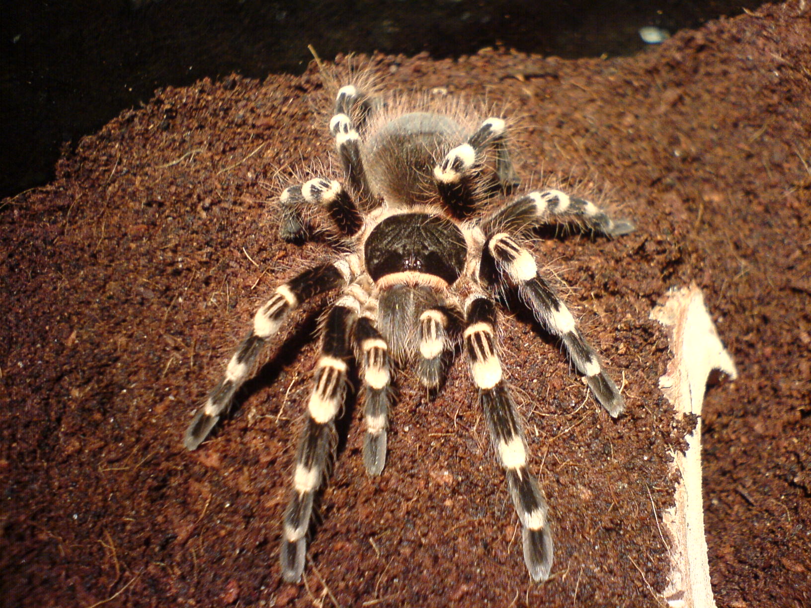 巴西白膝头蜘蛛