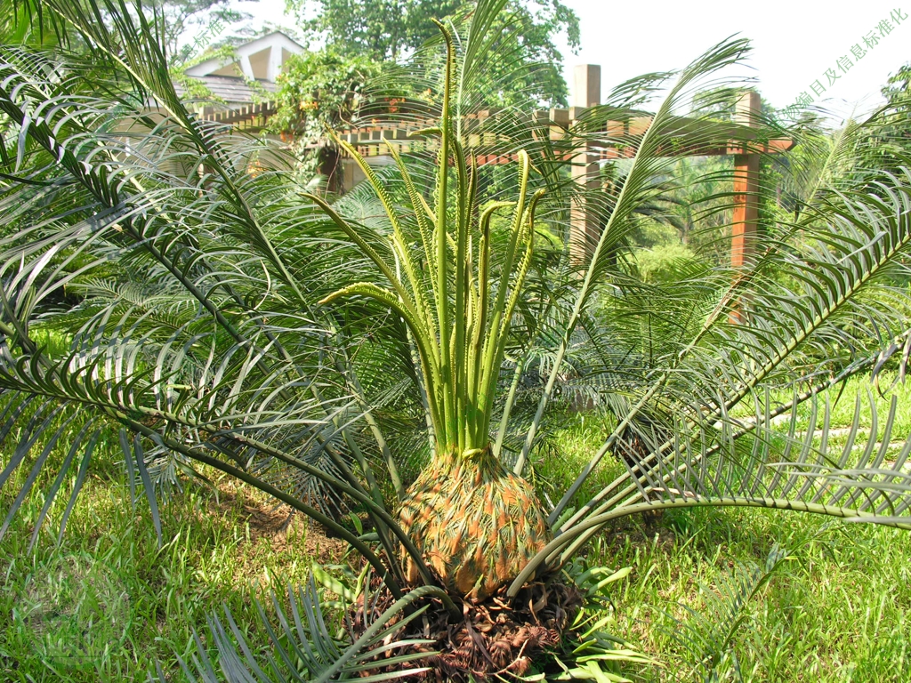  p>叉孢苏铁(cycas segmentifida)为苏铁属植物.