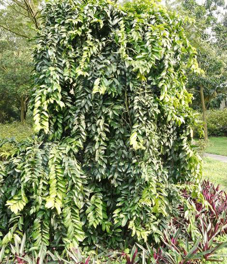 高根(海南尖锋岭),乌壳子(吊罗),海南麻风树(海南),大风子,大枫子