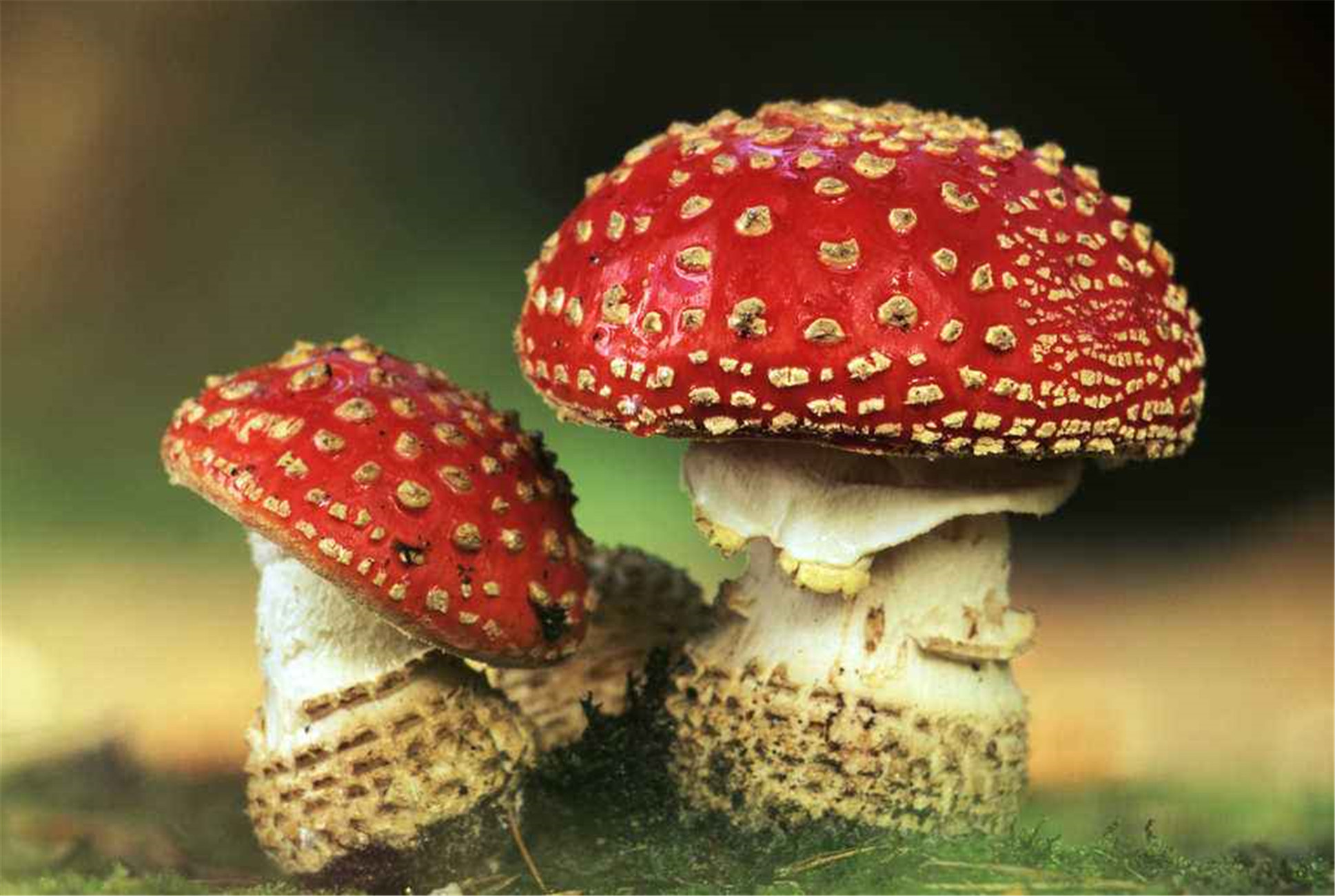  p>毒蝇伞(学名:amanita muscaria),又称毒蝇鹅膏菌,蛤蟆菌·毒蝇蕈