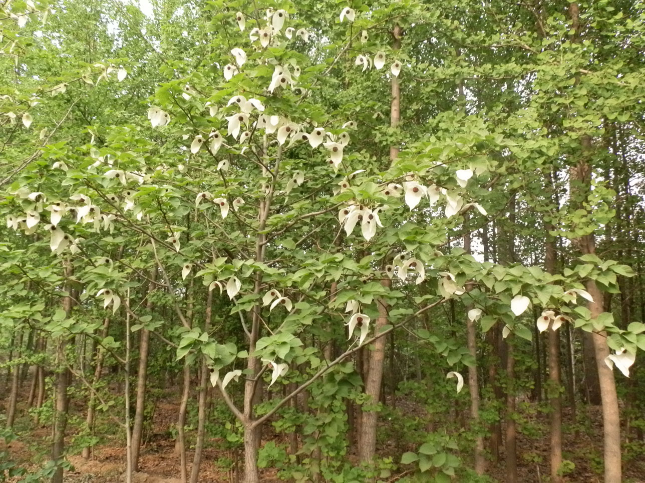  p>"中国 a href="#">鸽子树 /a>"—— a href="#" data-lemmaid="