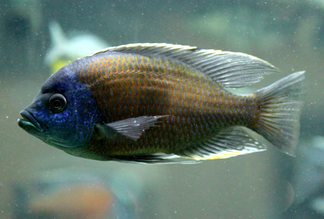  p>慈鲷鱼科(family cichlidae).