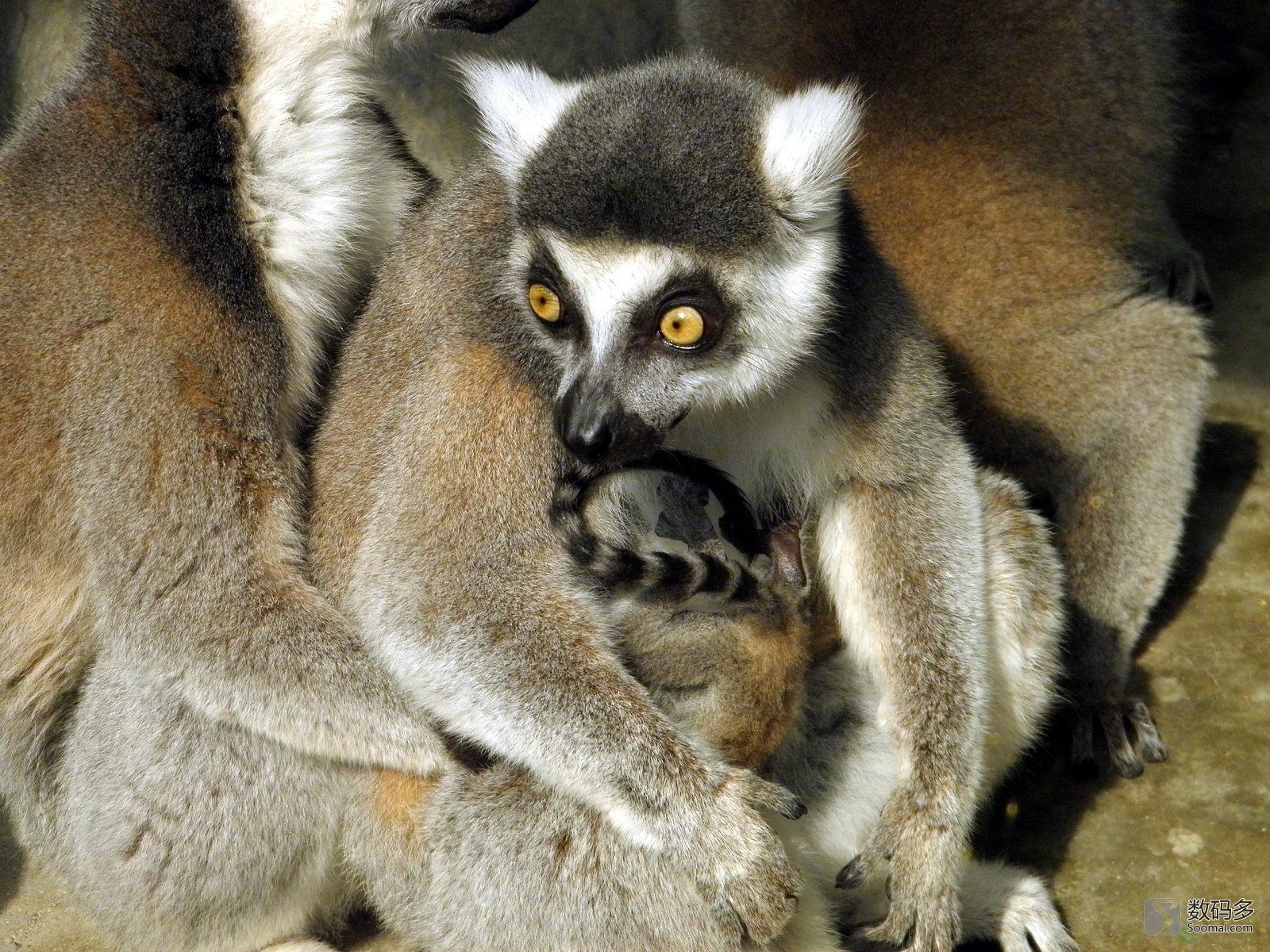  p>白足鼬狐猴也叫 a href="#">白脚猴 /a>,素有" a href="#">拳击猴 