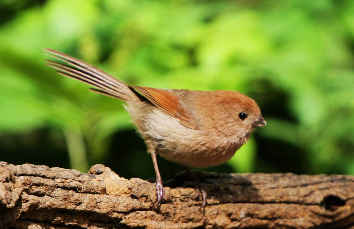 棕头鸦雀是雀形目莺鹛科棕头鸦雀属鸟类