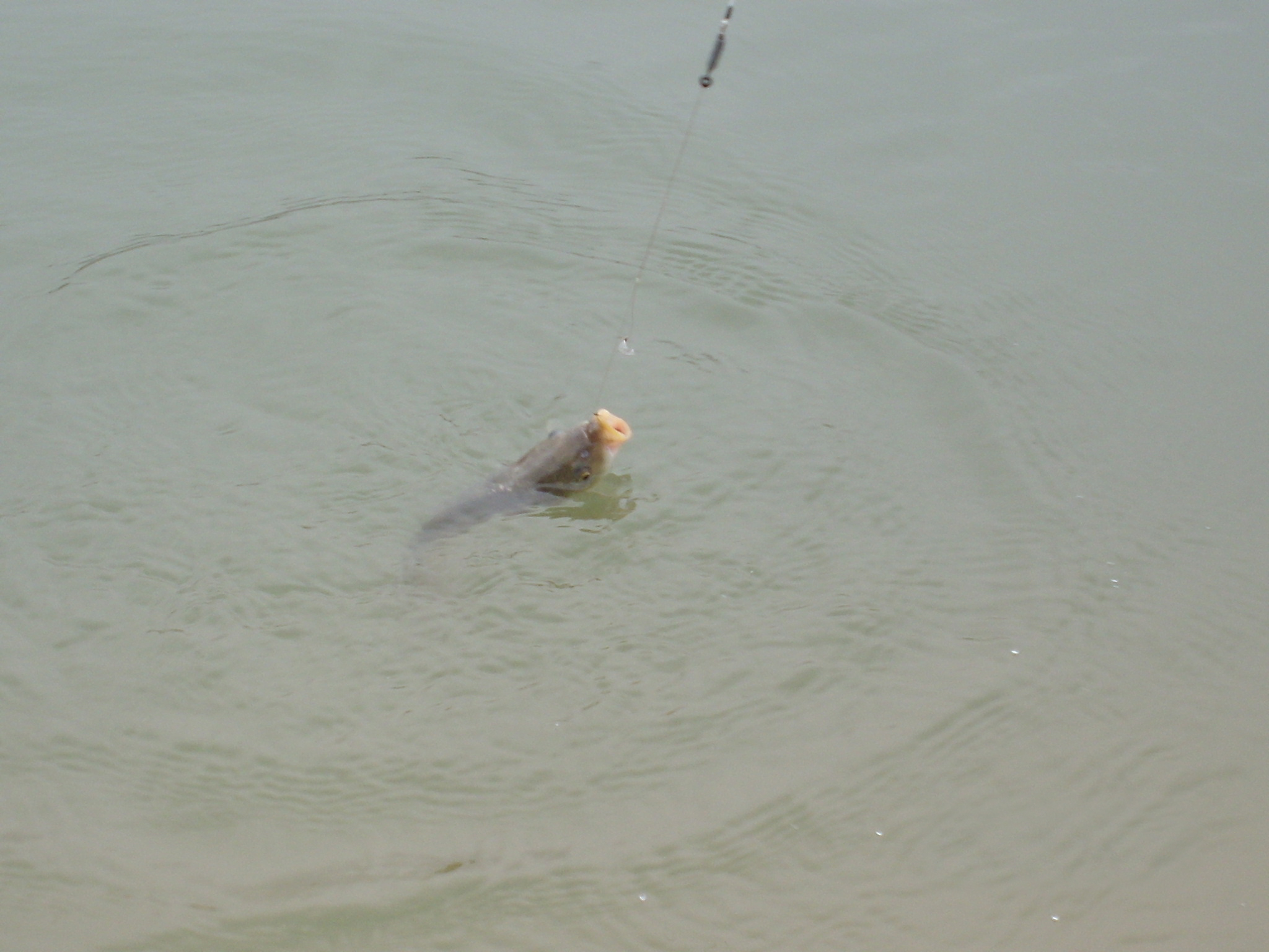  p>抚仙小鲤也称为抚仙中鲤,为鲤科鲤属鱼类,主要分布于中国 a href="