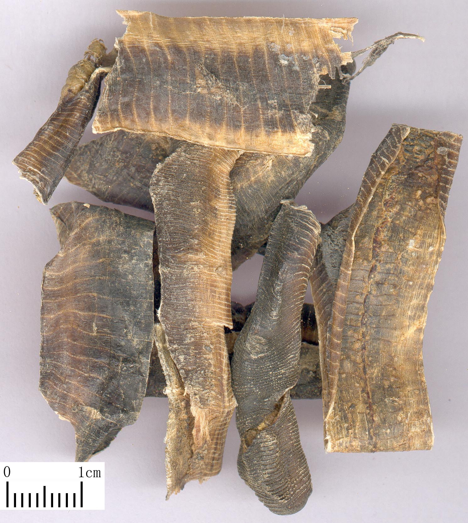  p>蚯蚓又名地龙,是 a target="_blank" href="/item/环节动物门