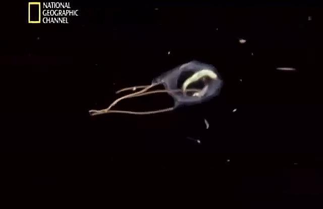  p>《水母入侵》是2010年在美国上映的一部纪录片.