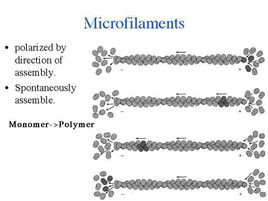  p>微丝(microfilaments)是由 a href="#" data-lemmaid="1151462">肌