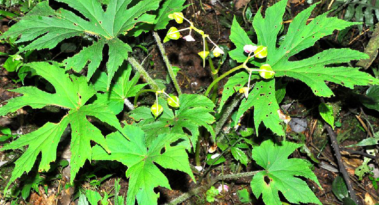 植物掌裂叶秋海棠,分布于我国江西,湖北,湖南,广东,广西,四川,贵州和