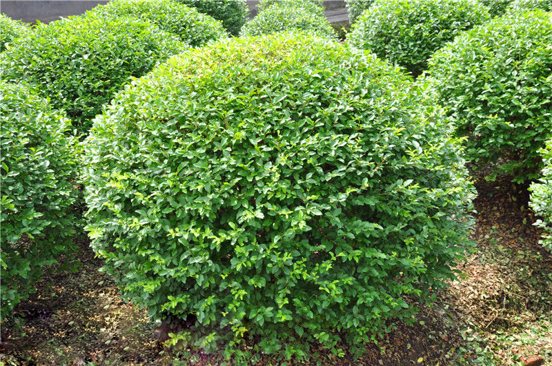 小叶女贞(小叶女贞树有什么风水作用)
