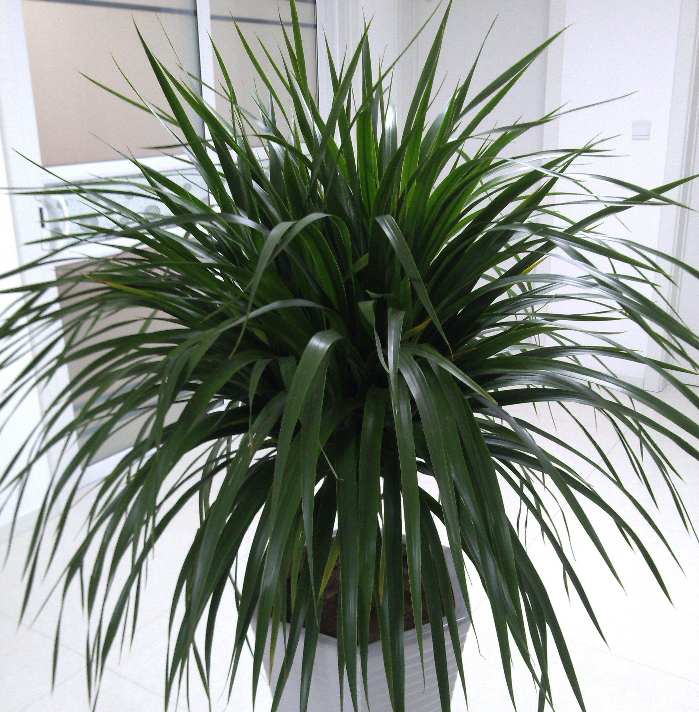 p>龙血树(学名: i>dracaena draco /i> (l.) l.