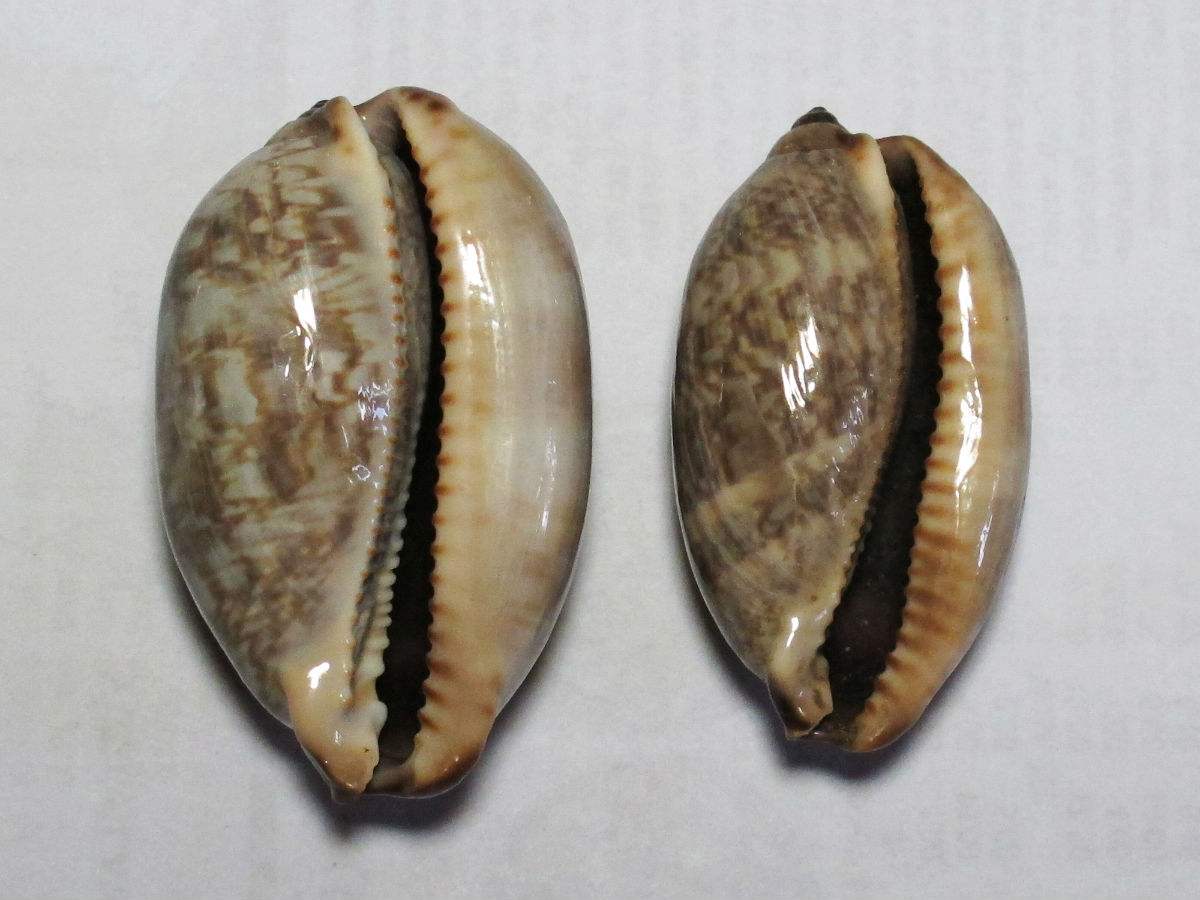 索马里中华宝螺