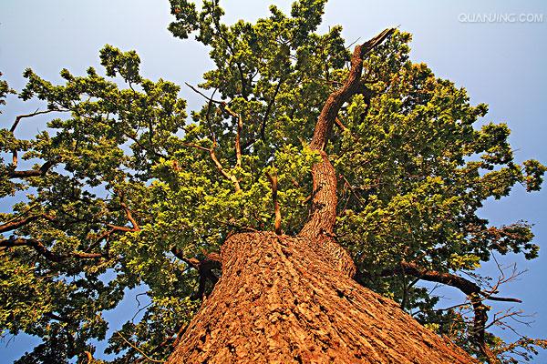  p>夏栎(学名: i>quercus robur /i> l.