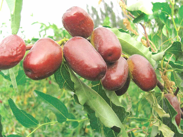  p>和田御枣,新疆洛浦县特产,全国农产品地理标志.