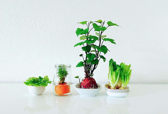 水培植物 在水培世界里不可不知的几大 最 百科ta说