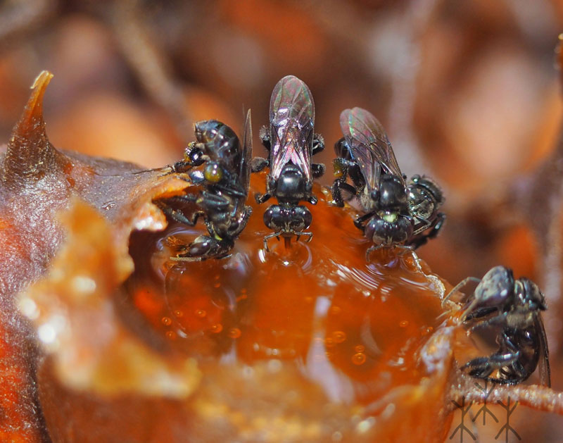  p data-id="gnwj6mammq">酸蜂属于无刺蜂种