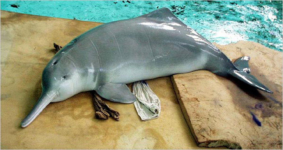 yangtze river dolphin