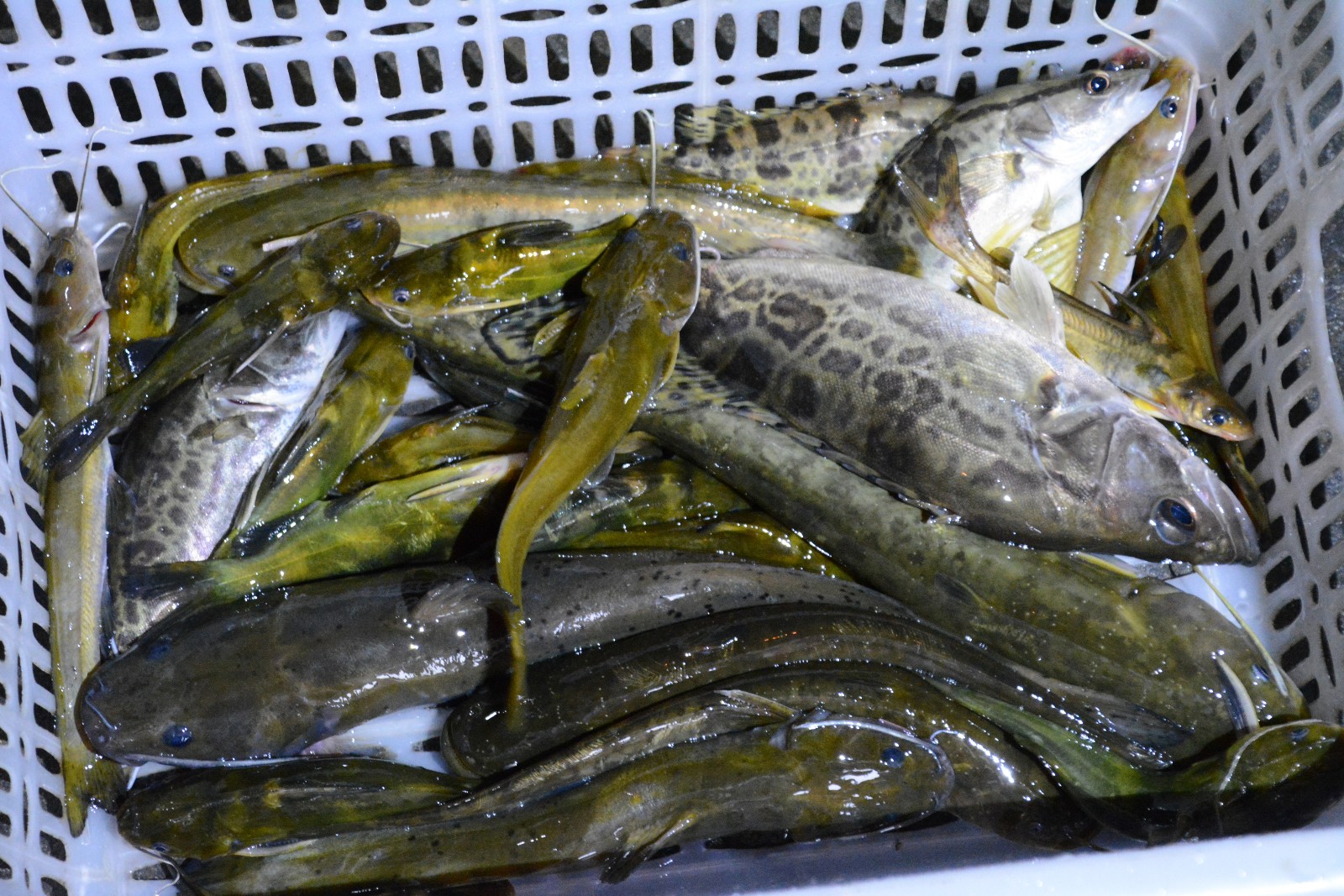 横溪河鱼
