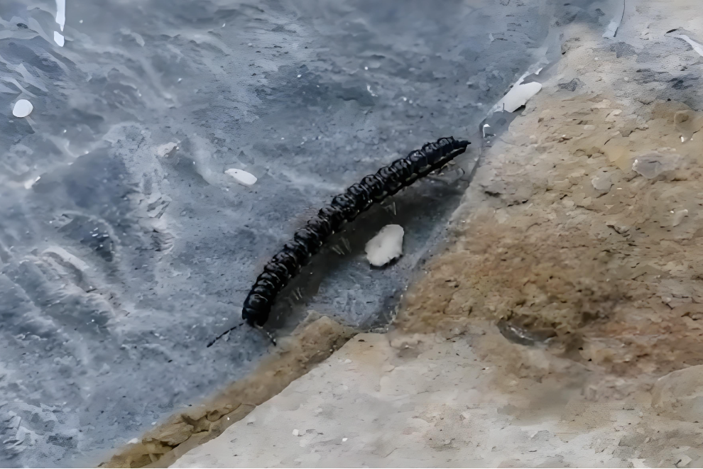 是动物界节肢动物门倍足纲带马陆目奇带马陆科酸马陆属的动物