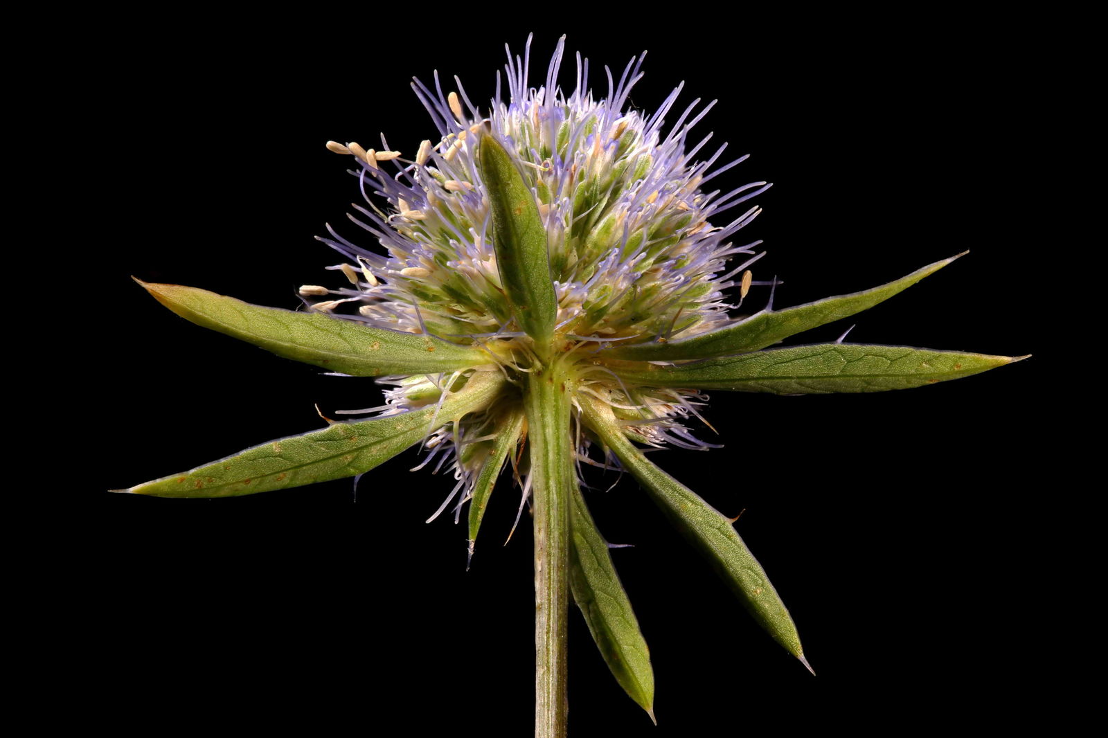 是伞形科刺芹属的多年生直立草本植物.