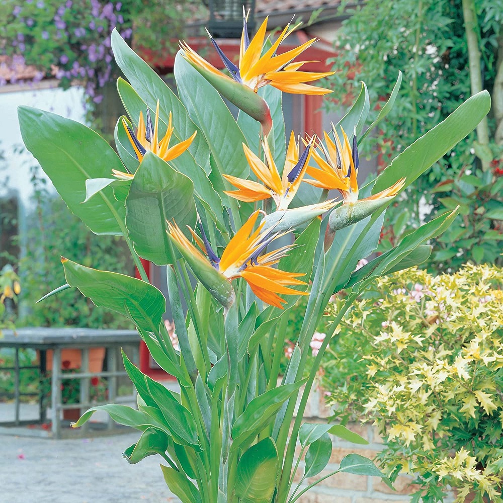  p>鹤望兰( i>strelitzia reginae /i> aiton)芭蕉科鹤望兰亚科 a