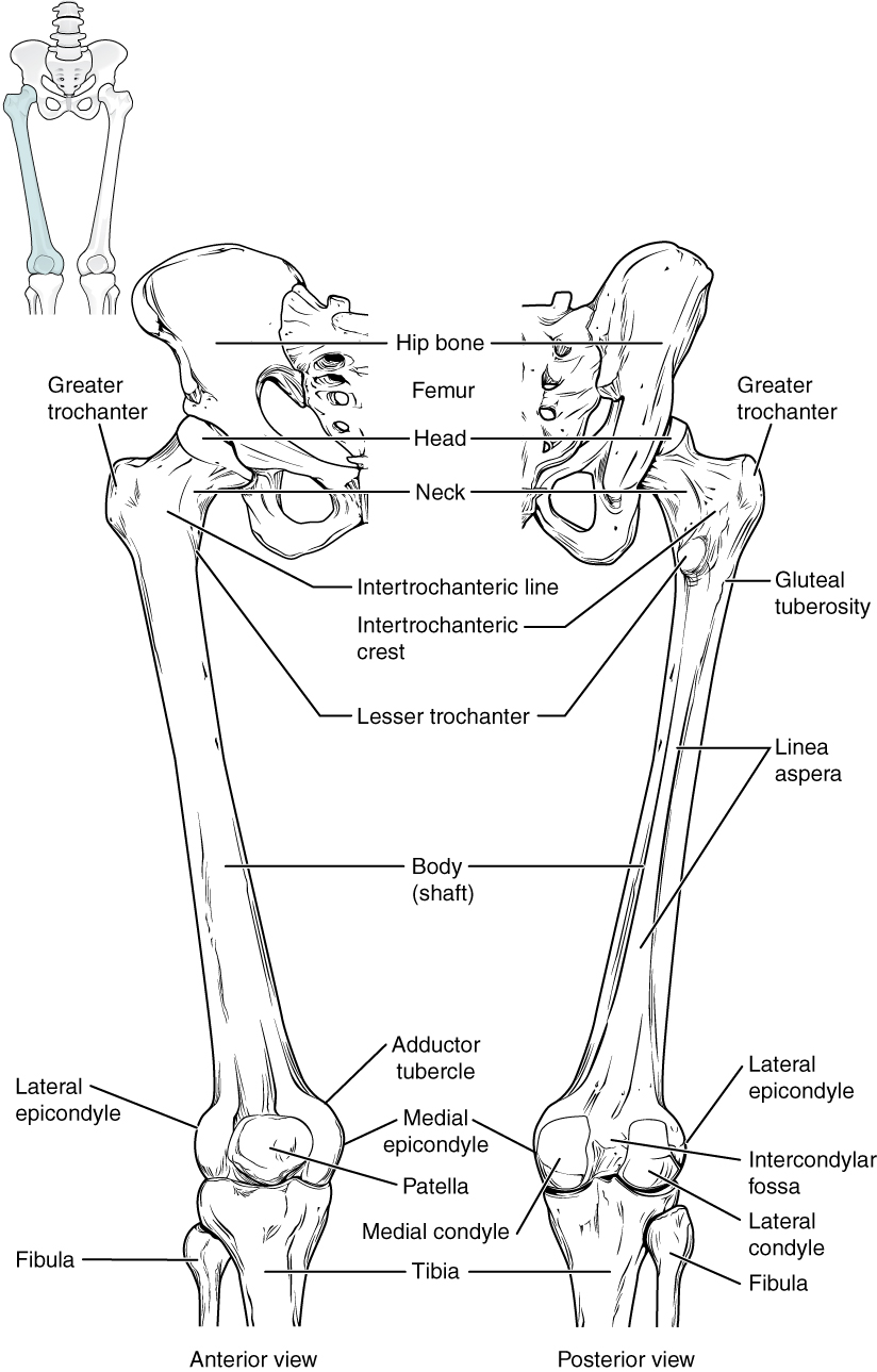  p>髌骨patella,俗称膝盖骨,是股四头肌肌腱中形成的一块籽骨,也是