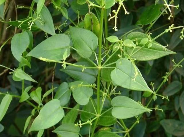 红线草
