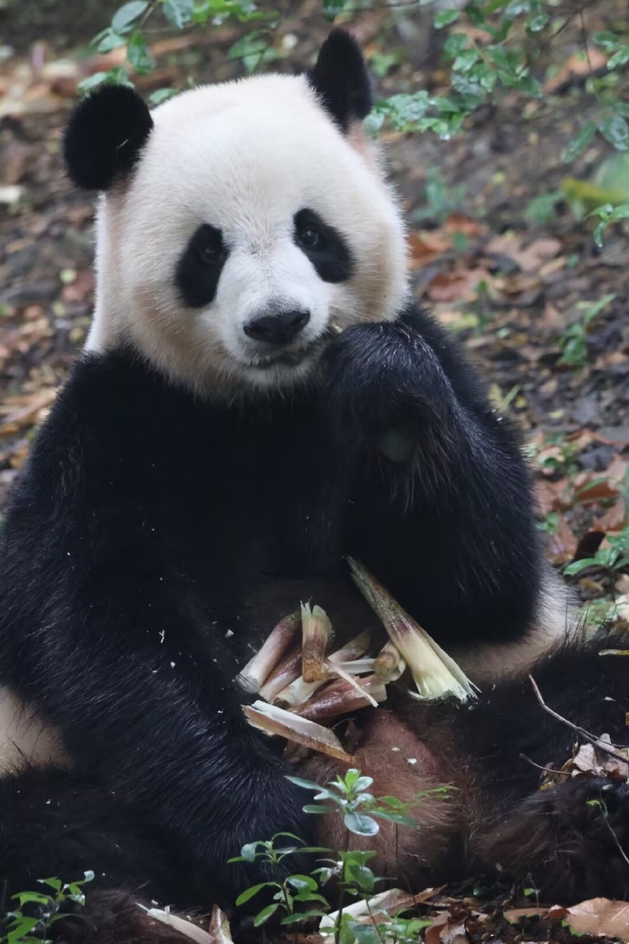 大熊猫庆茱萸