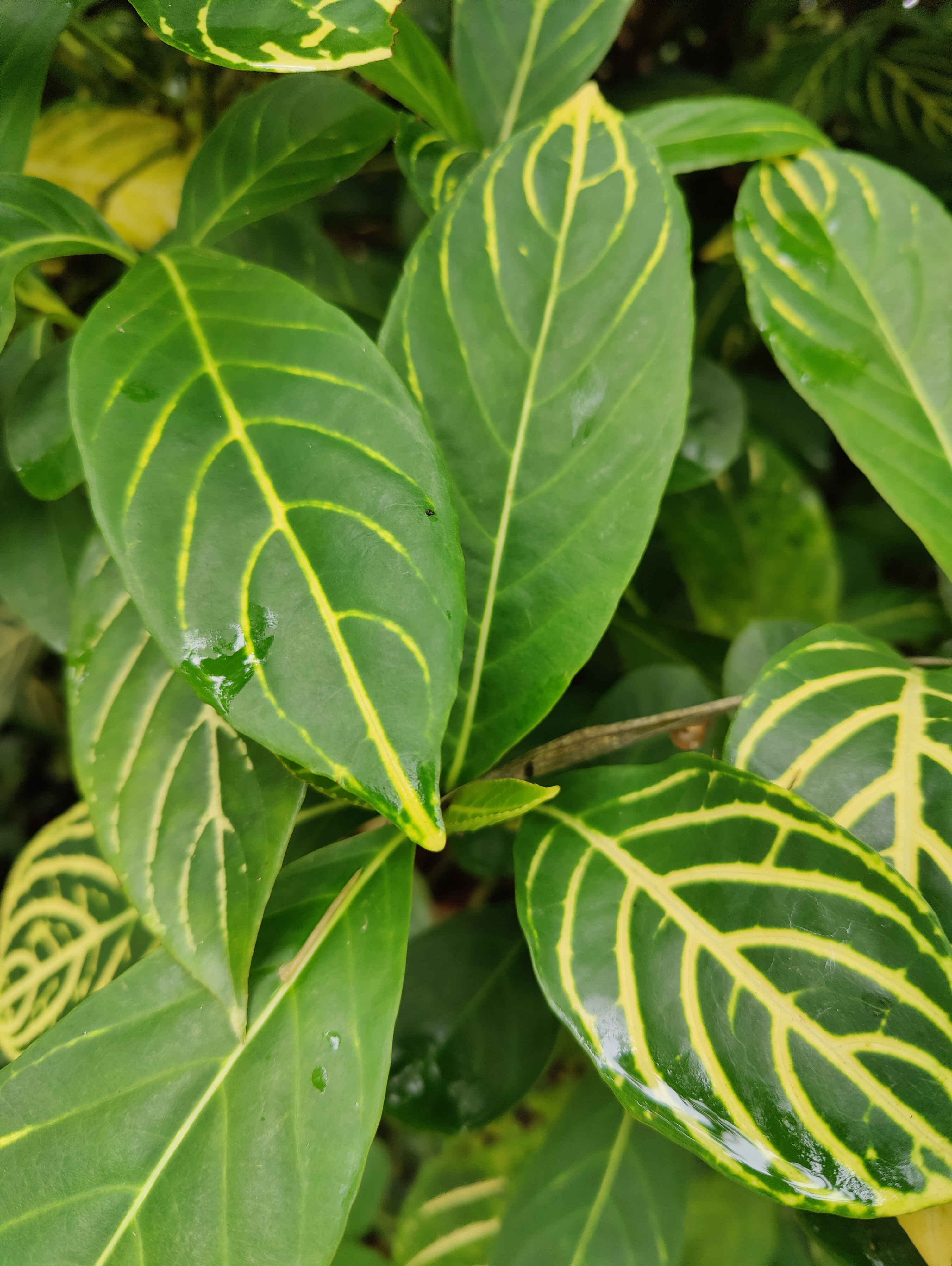  p data-id="txynodk7rnno">木芙蓉( i>hibiscus mutabilis /i> l.