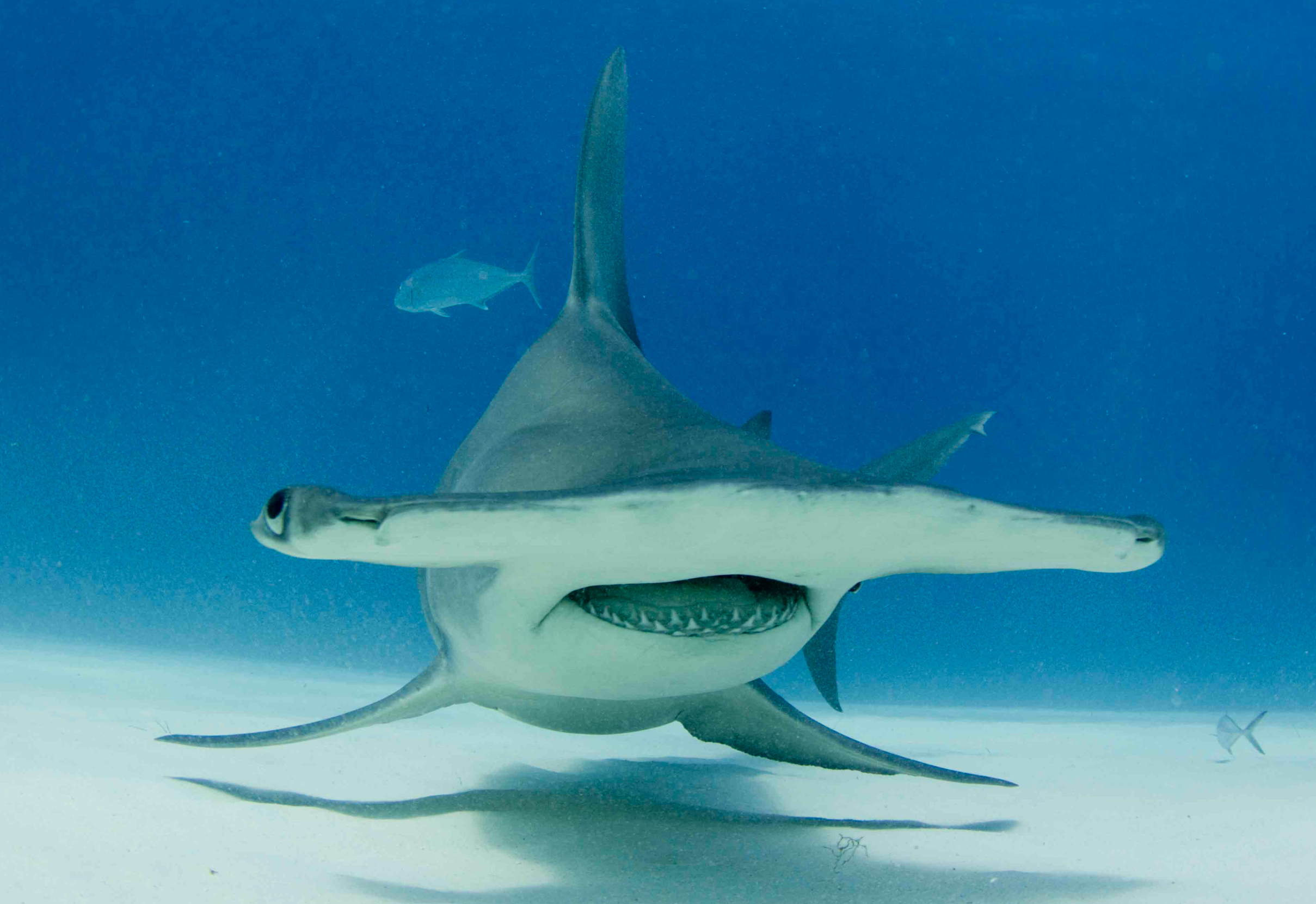 双髻鲨(学名: i>sphyrna zygaena /i>)是双髻鲨科,双髻鲨属的一种鲨鱼