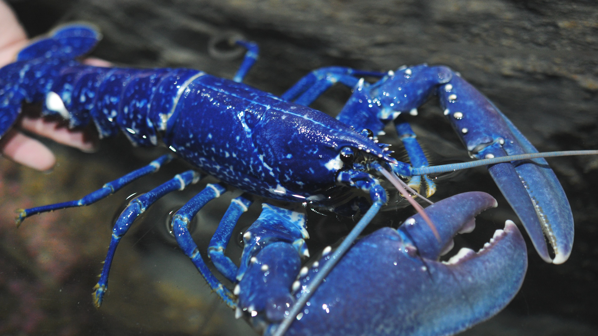 蓝色龙虾